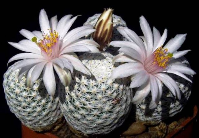 Mammillaria_albiflora_2